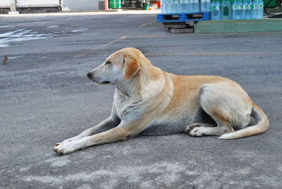 Dog lying down on road