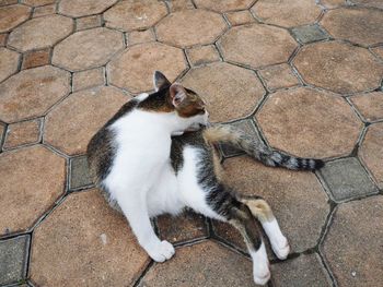 High angle view of cat lying on tiled floor