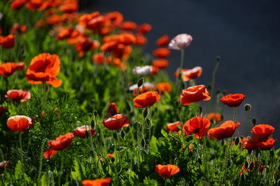 Close-up of red poppy flowers in field