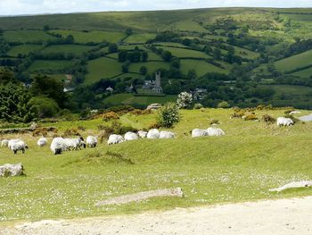 Cows grazing on field against sky