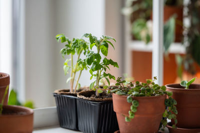 Potted plant at home