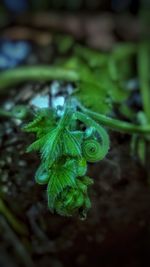 Close-up of fresh green leaf in water
