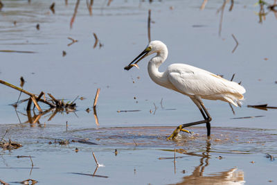 View of birds in lake