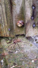 Close-up of old wood