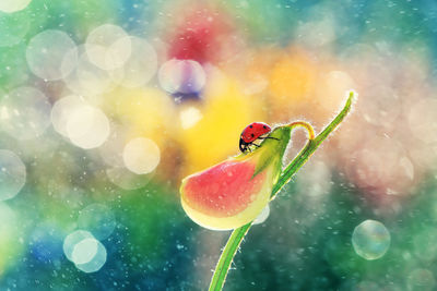 Close-up of ladybug on leaf