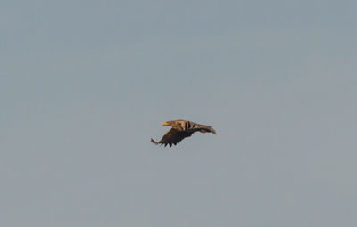 Low angle view of eagle flying in sky