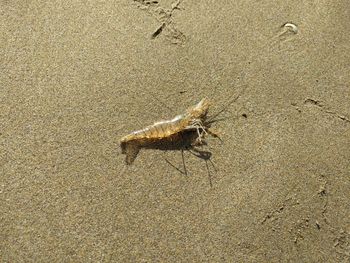 High angle view of crab on sand