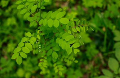 Close-up of green plants