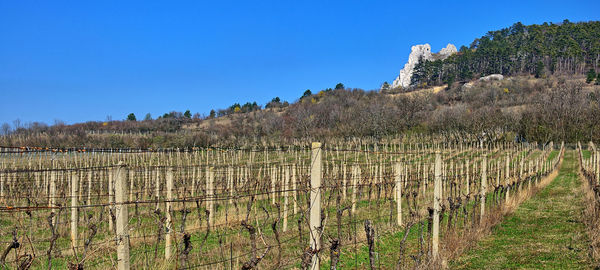 Scenic view of vineyard against clear blue sky