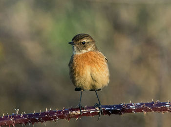 Close-up of bird perching on branch