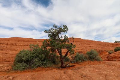 Plants growing in desert against sky