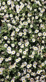 Full frame shot of white flowering plants