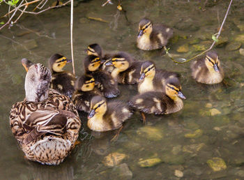 High angle view of ducks in lake