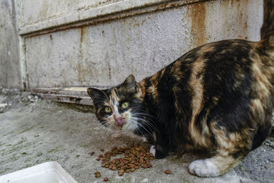Portrait of cat sitting on wall