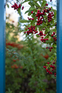 Red berries growing on tree
