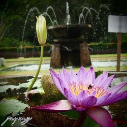 Close-up of purple flower