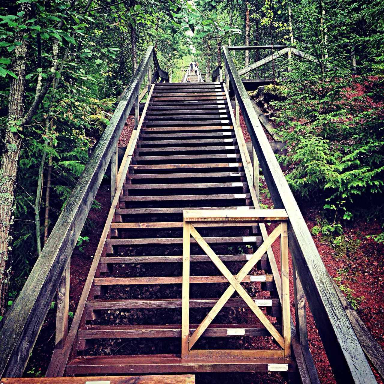 tree, the way forward, railing, built structure, forest, architecture, growth, diminishing perspective, steps, metal, railroad track, low angle view, day, steps and staircases, footbridge, staircase, no people, outdoors, connection, vanishing point