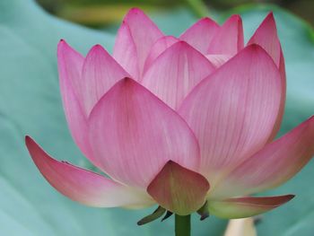 Close-up of pink flower