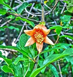 Close-up of orange flower blooming outdoors