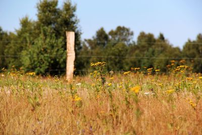 Yellow flowers growing in field