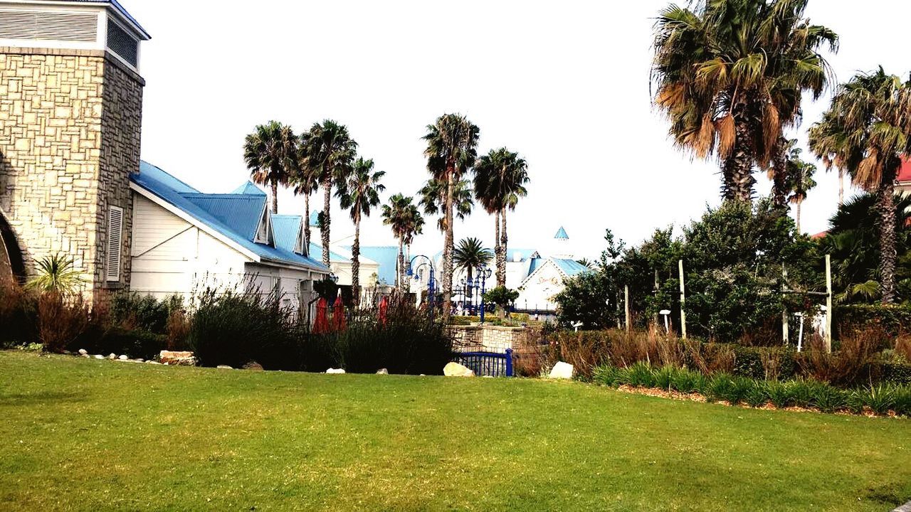 PALM TREES AND BUILDINGS AGAINST CLEAR BLUE SKY