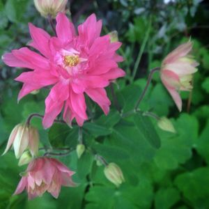 Close-up of pink flower