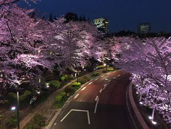 Road along trees at night