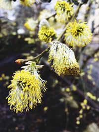 Close-up of yellow flowering plant