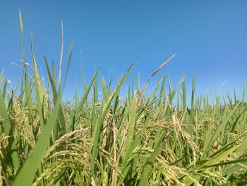 Rice growing on field against clear blue sky