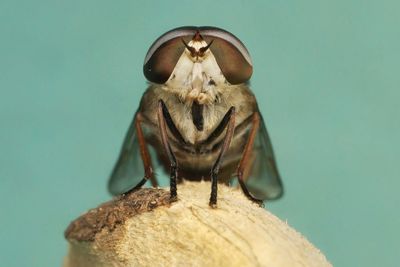 Insect faces are horsefly taken at close range