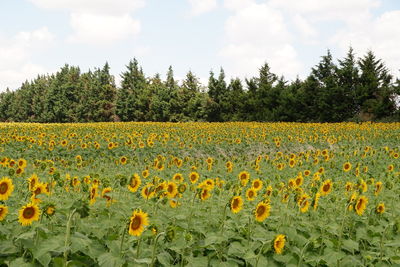 Scenic view of sunflower field against cloudy sky