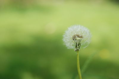 Close-up of dandelion flower