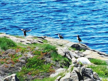 Birds perching on rock by lake