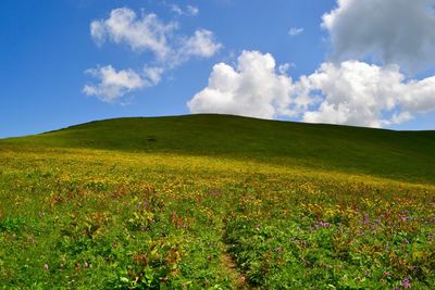 Scenic view of grassy field against sky