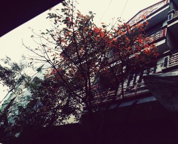 Low angle view of trees against sky