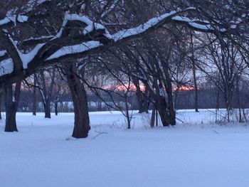 Snow covered trees on field