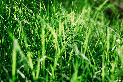 Close-up of fresh green grass in field