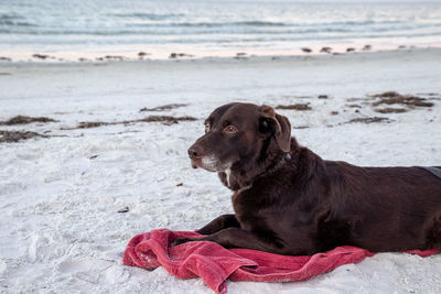 Dog sitting on beach