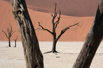 Bare tree on beach against sea