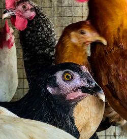 Close-up of birds