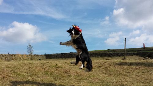 Dog jumping over landscape against sky