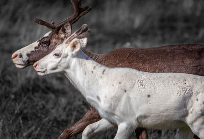 Deer in a field