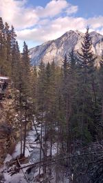 Trees in forest during winter