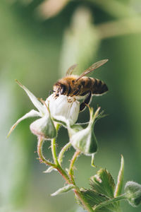 Close-up of bee pollinating on flower