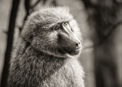 A portrait shot of a baboon doing an over the shoulder pose