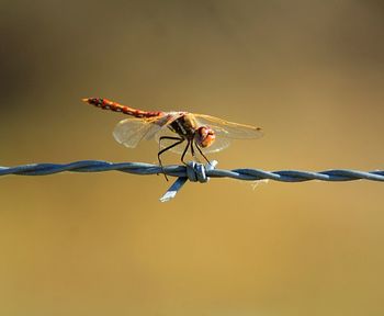 Close-up of dragonfly on barbed wire
