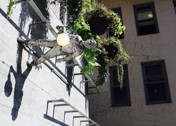 Potted plant on window sill