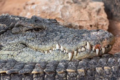 Close-up of crocodile on rock