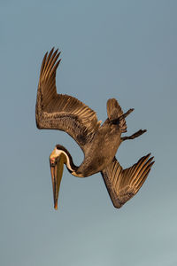 Low angle view of pelican flying in clear sky