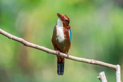 Close-up of bird perching on branch